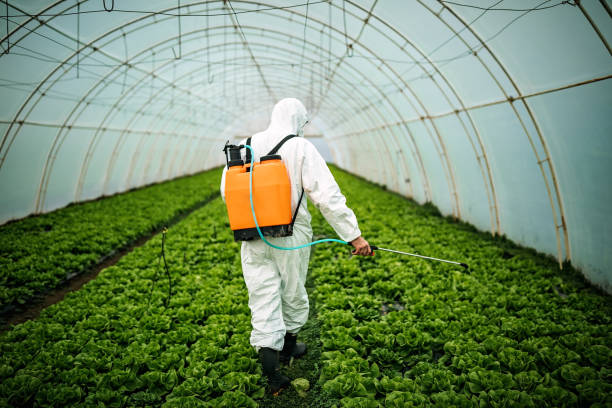 Best Pest Removal Services  in Dunedin, FL