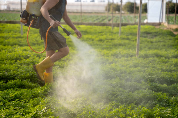 Best Pest Removal Services  in Dunedin, FL