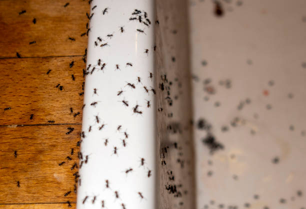 Best Pest Inspection Near Me  in Dunedin, FL
