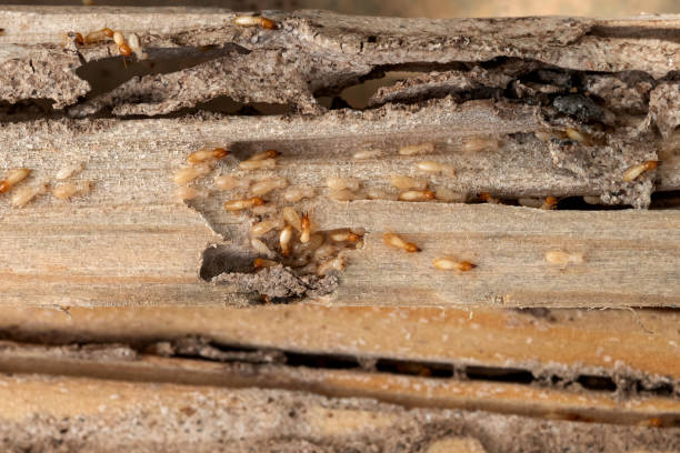 Flea Control Services in Dunedin, FL