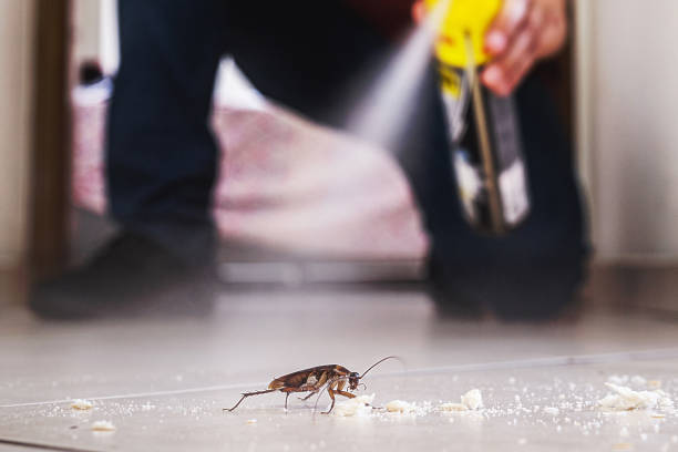 Best Termite Control Services  in Dunedin, FL